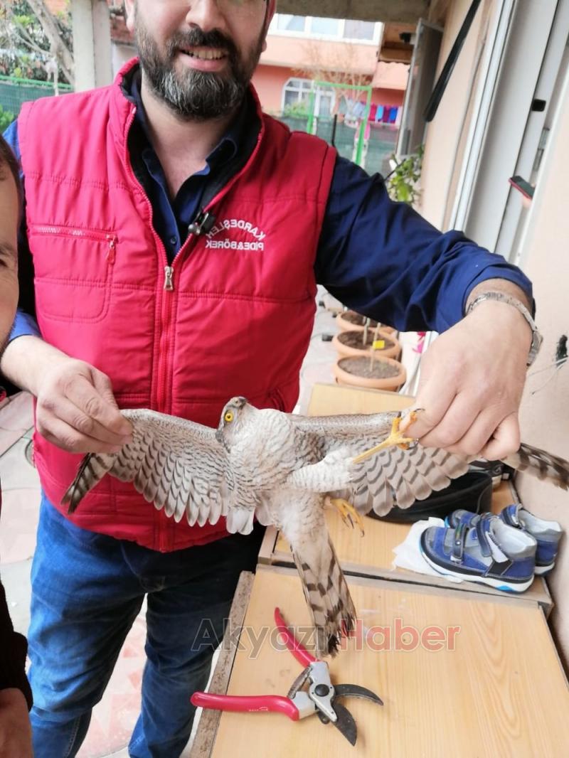 Kümesine dadanan yaralı atmacaya sahip çıktı