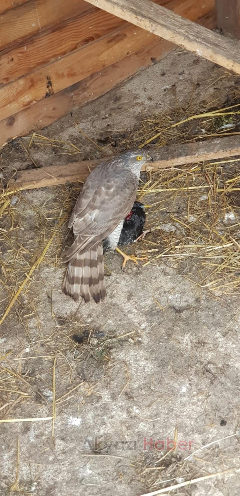 Kümesine dadanan yaralı atmacaya sahip çıktı