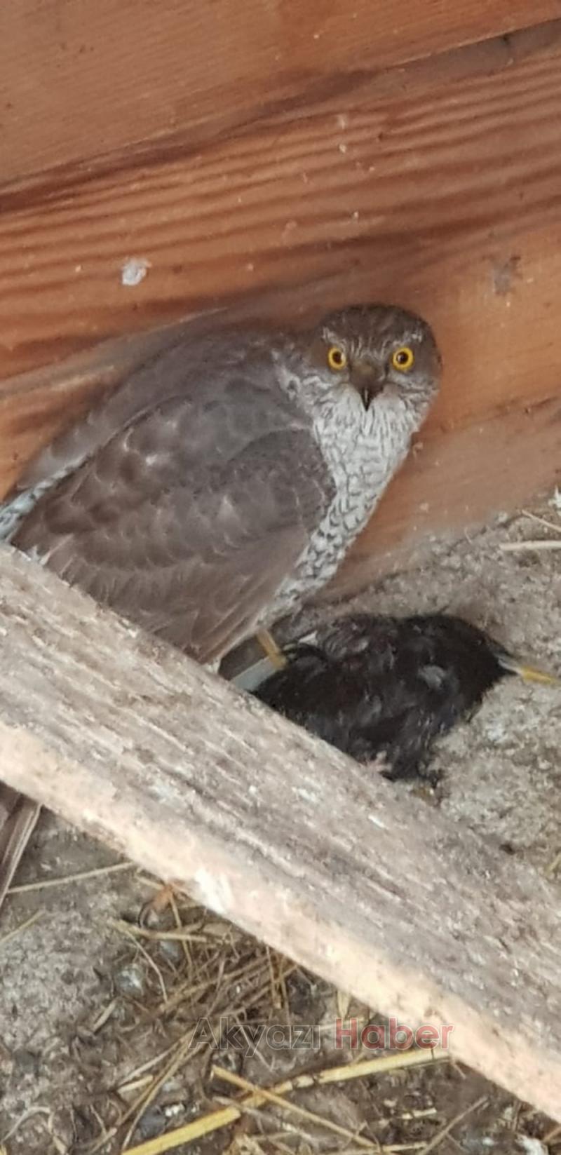 Kümesine dadanan yaralı atmacaya sahip çıktı