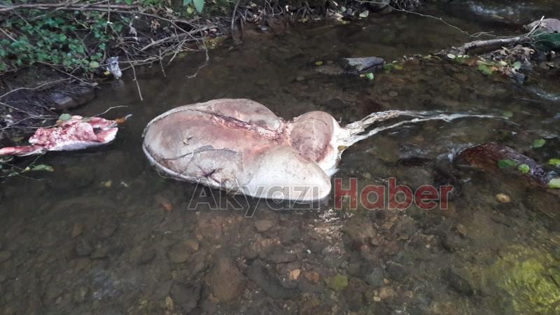 Kurban İbadetine Uymayan Hareketler 