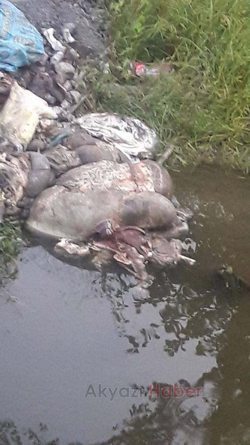 Kurban İşkembelerini Çocukların Yüzdüğü Dereye Attılar