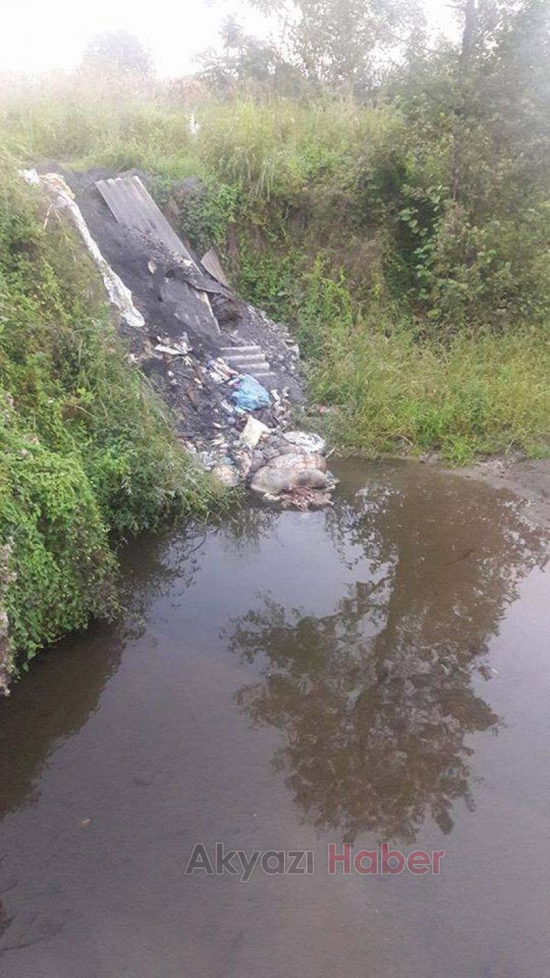 Kurban İşkembelerini Çocukların Yüzdüğü Dereye Attılar