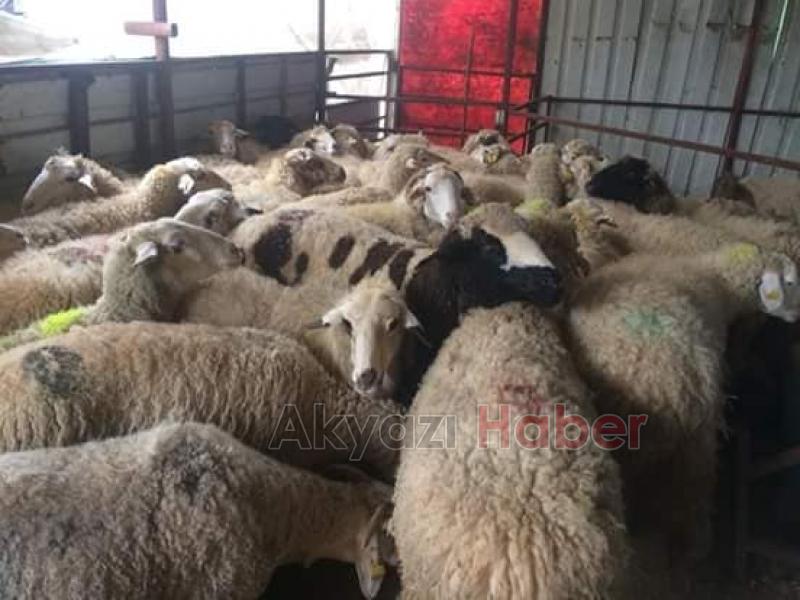 Kurbanlık Koç Satışları Başladı