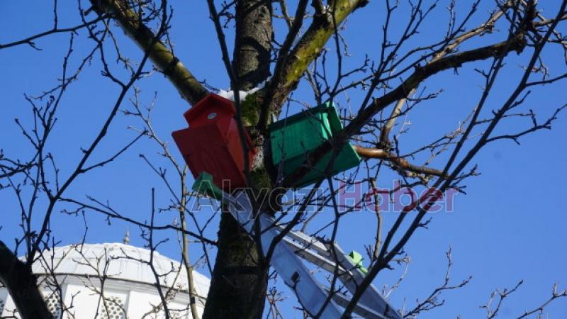 Kuş evleri Akyazı ya renk kattı