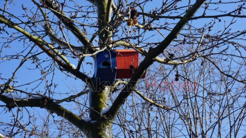 Kuş evleri Akyazı ya renk kattı