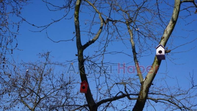 Kuş evleri Akyazı ya renk kattı