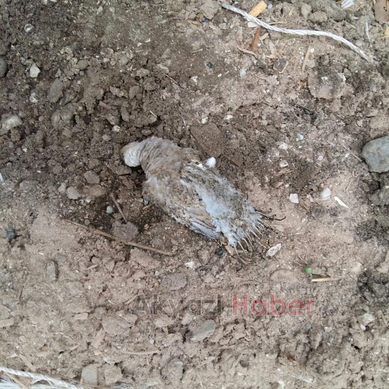 Kuş iki mahalleyi elektriksiz bıraktı