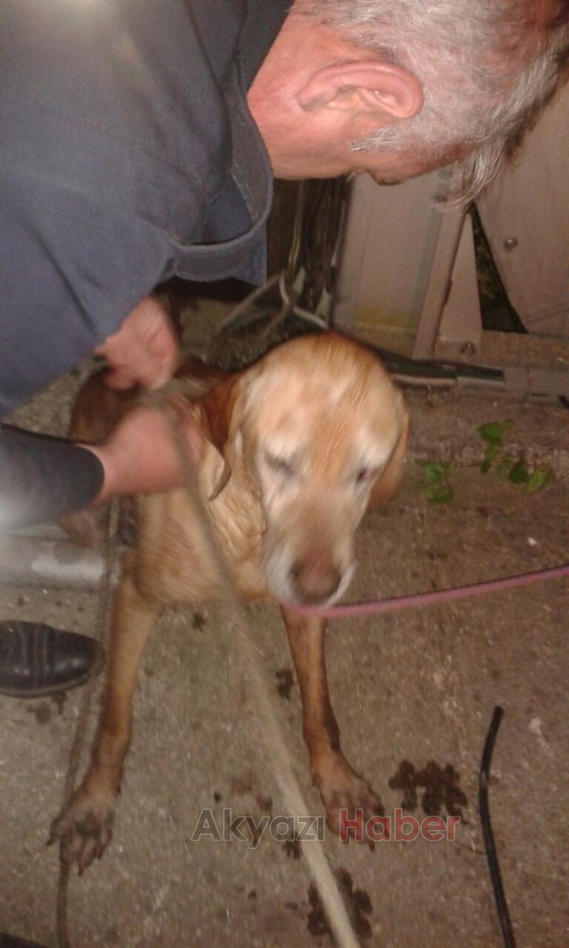 Kuyuya Düşen Köpeği İtfaiye Kurtardı