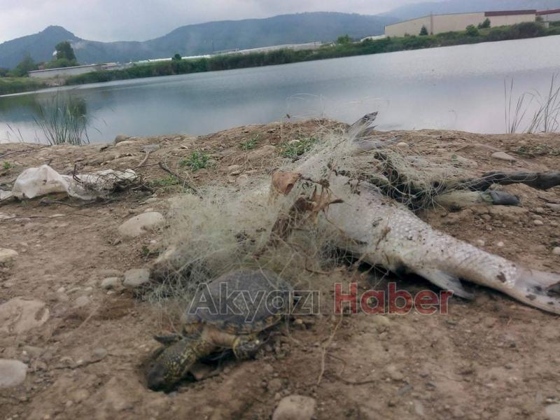 Kuzuluk Göletinde Yasak File Vahşeti
