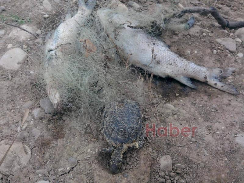 Kuzuluk Göletinde Yasak File Vahşeti