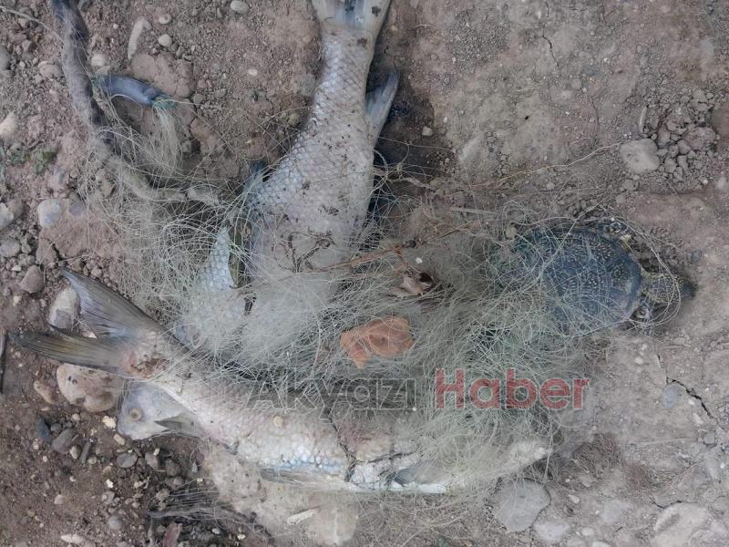 Kuzuluk Göletinde Yasak File Vahşeti