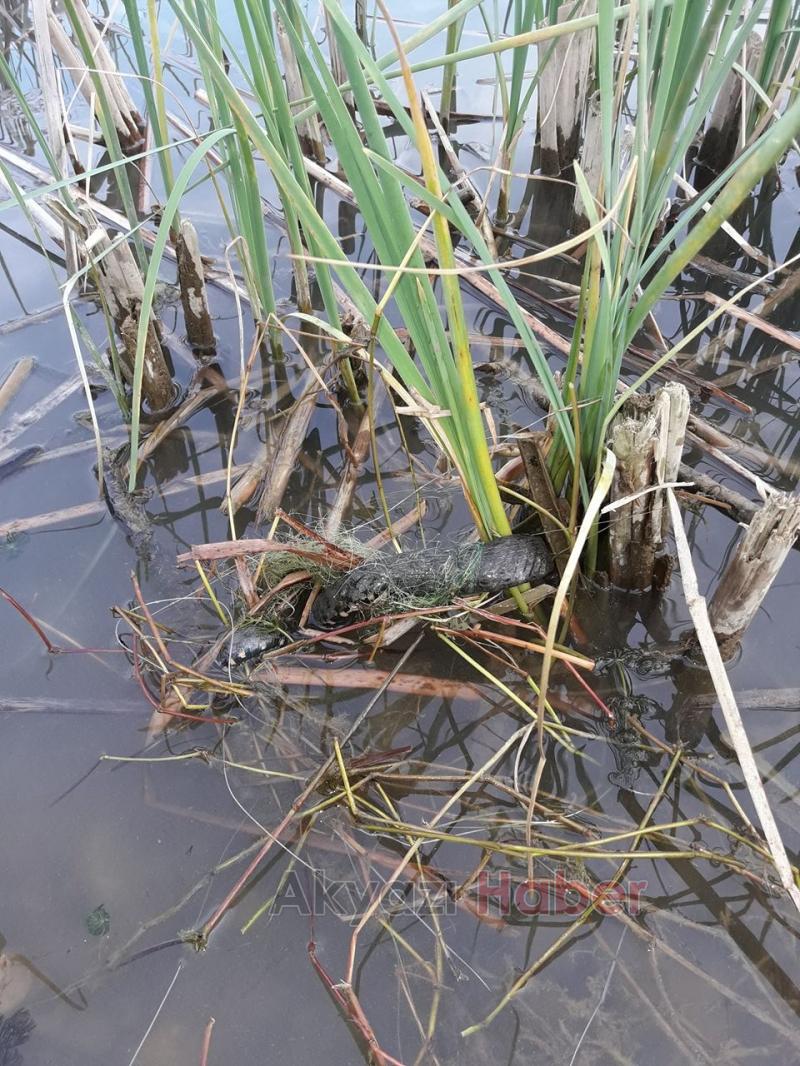 Kuzuluk Gölü’nde File İle Avlanma Devam Ediyor