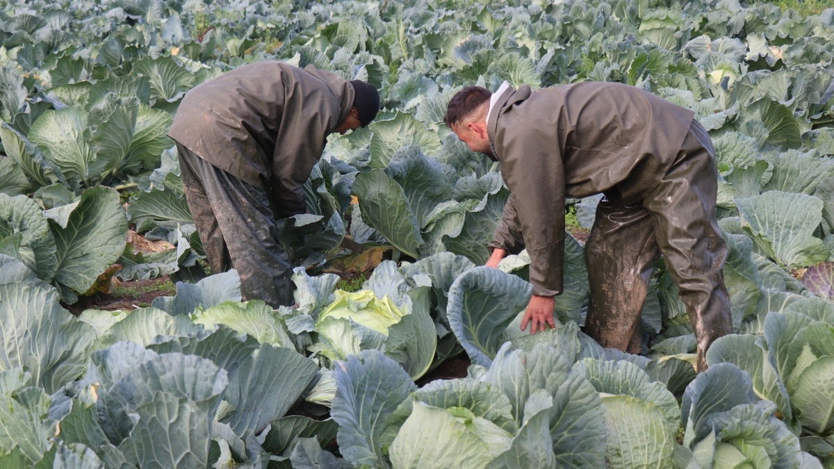 Lahana hasadı devam ediyor