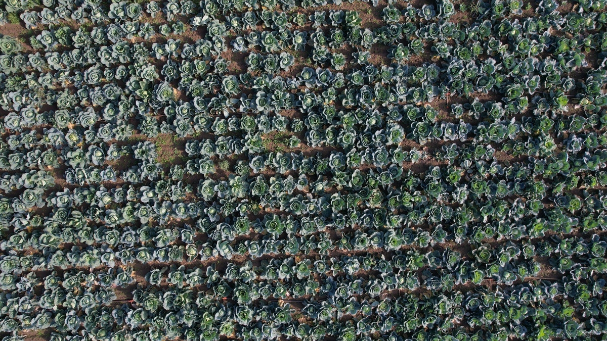 Lahana hasadı devam ediyor