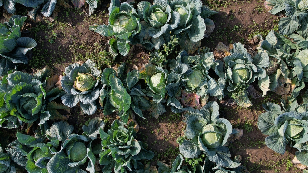 Lahana hasadı devam ediyor