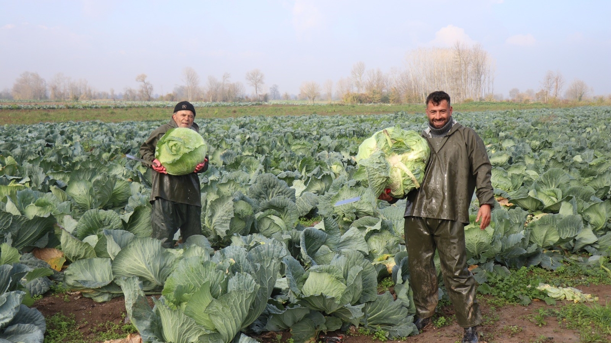 Lahana hasadı devam ediyor