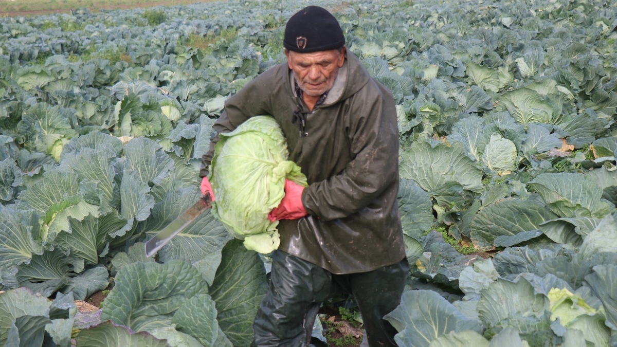 Lahana hasadı devam ediyor