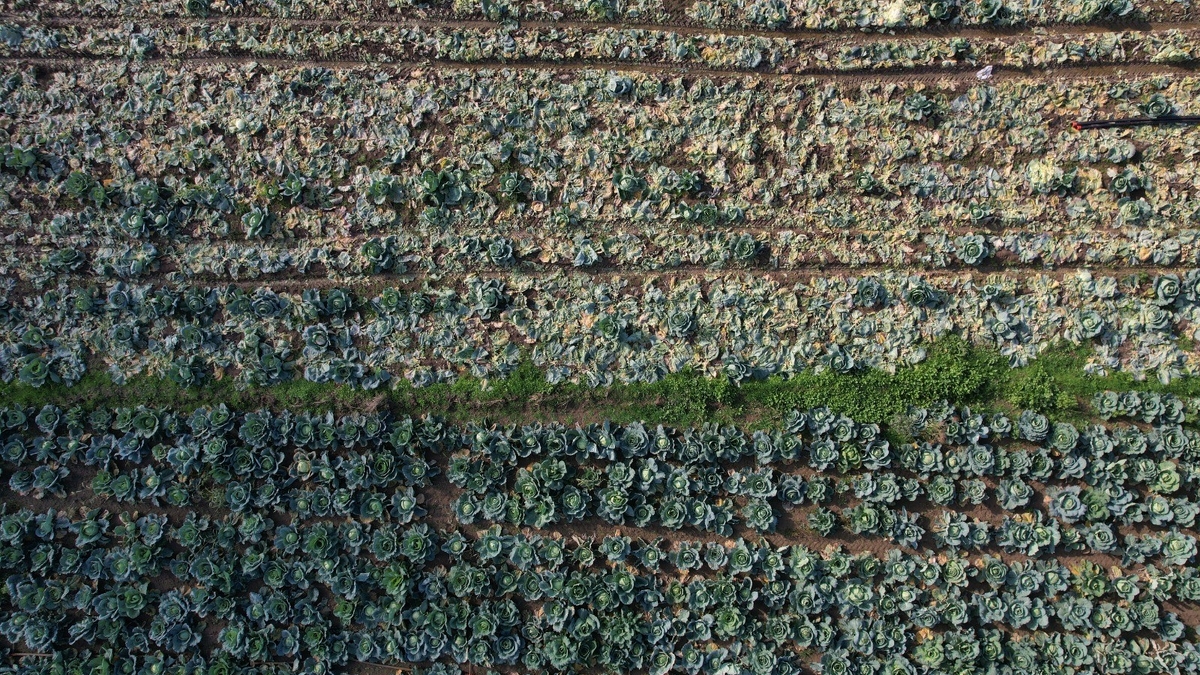 Lahana hasadı devam ediyor