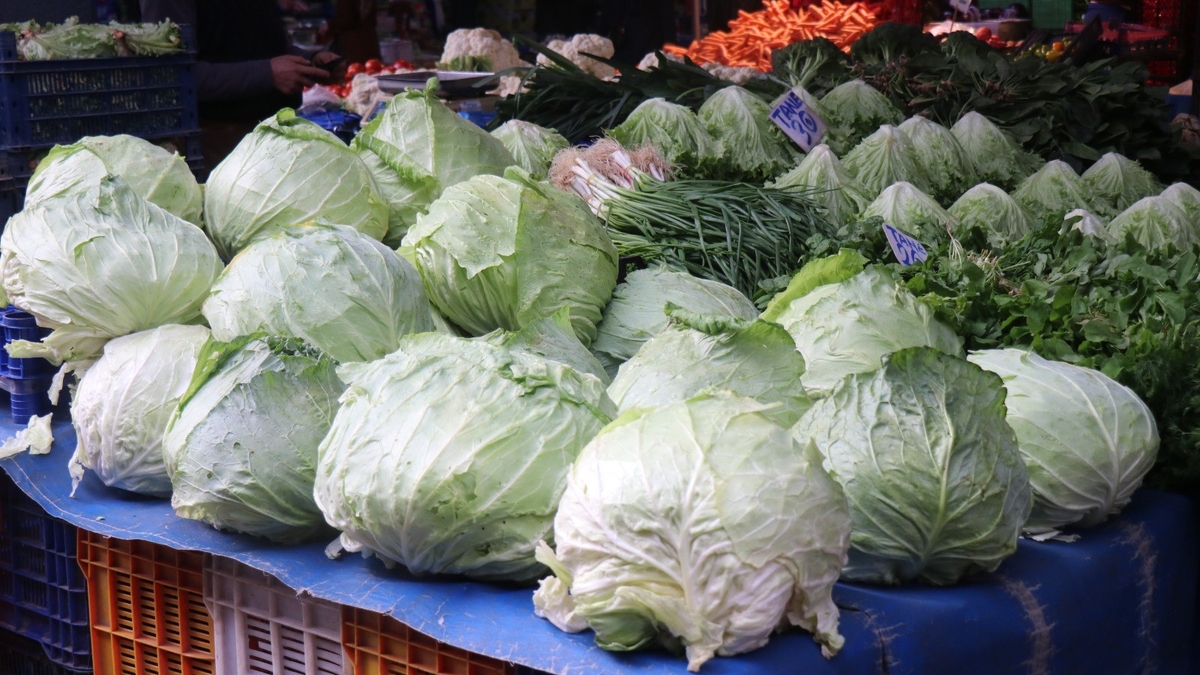 Lahana hasadı devam ediyor