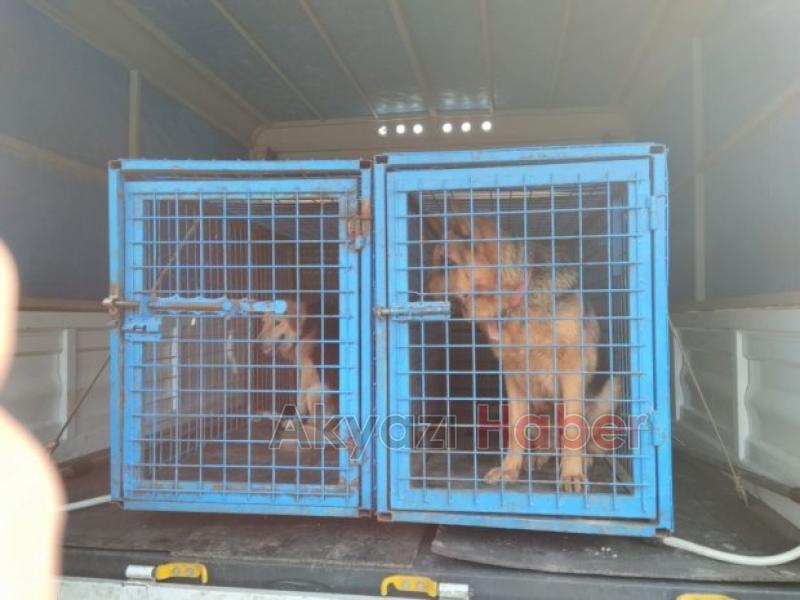 LARVA MÜCADELESİ ve SAHİPSİZ SOKAK HAYVANLARI REHABİLİTE ÇALIŞMALARI SÜRÜYOR