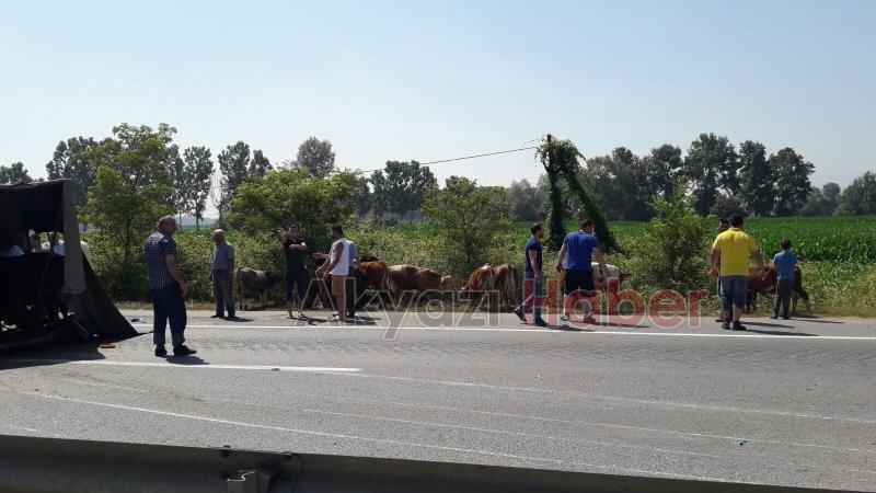 Lastiği Patlayan İnek Yüklü Kamyonet Devrildi 