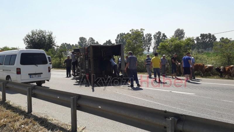 Lastiği Patlayan İnek Yüklü Kamyonet Devrildi 