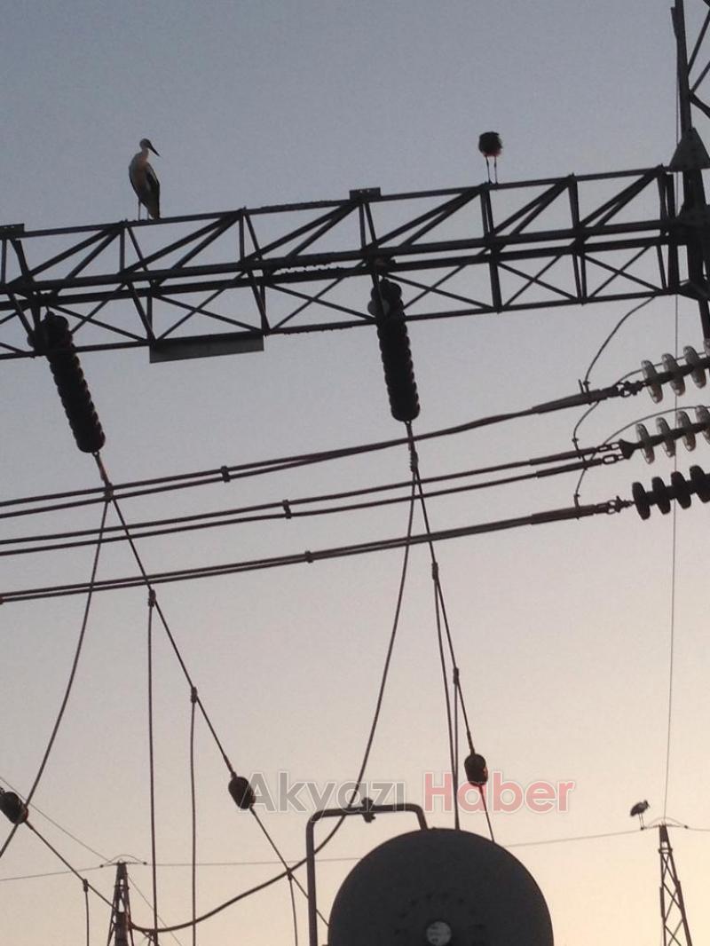 Leylek sürüsü bölgeyi elektriksiz kaldı 