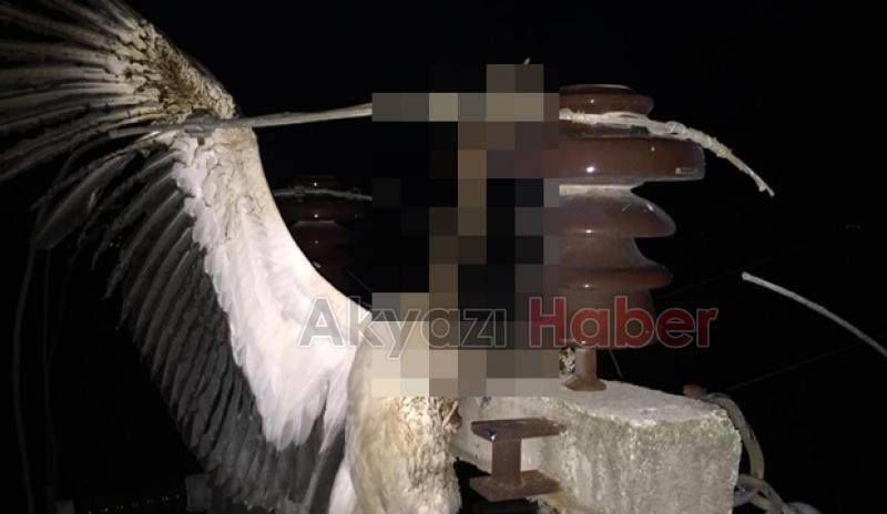 Leylek sürüsü bölgeyi elektriksiz kaldı 