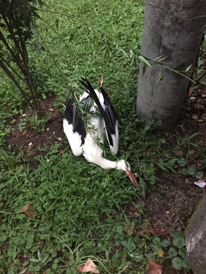 Leylek sürüsü bölgeyi elektriksiz kaldı 