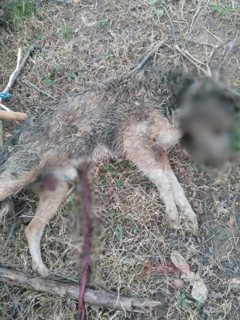 Mahallede korku saçıyorlar