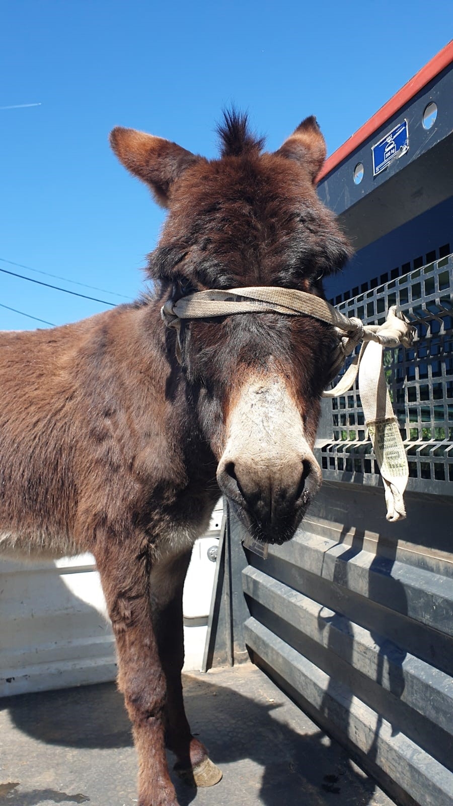 Mahalleye inen eşek ortalığı birbirine kattı