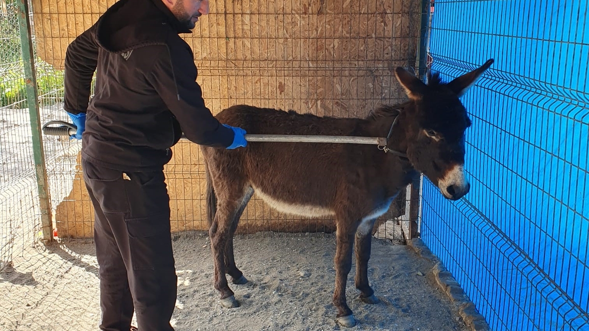 Mahalleye inen eşek ortalığı birbirine kattı