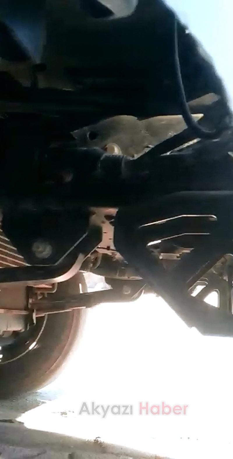 Mahsur Kalan Yavru Kedinin İmdadına Araç Sahibi Yetişti