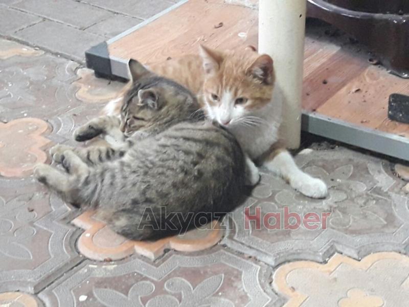 Masaj Yapan Kedi Görenleri Hayrete Düşürdü