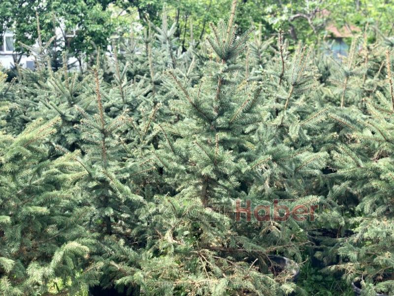 MAVİ LADİN SATIŞLARI BAŞLADI