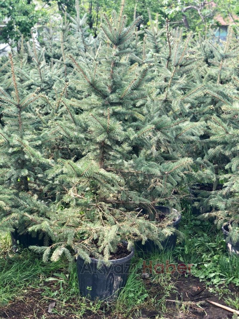 MAVİ LADİN SATIŞLARI BAŞLADI