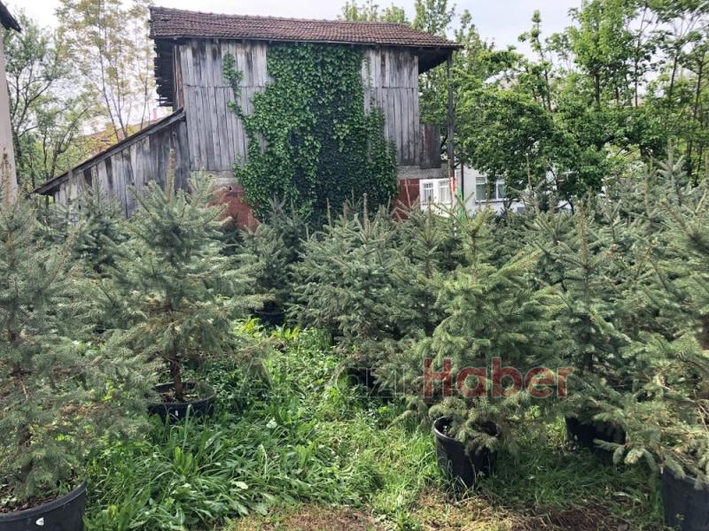 MAVİ LADİN SATIŞLARI BAŞLADI