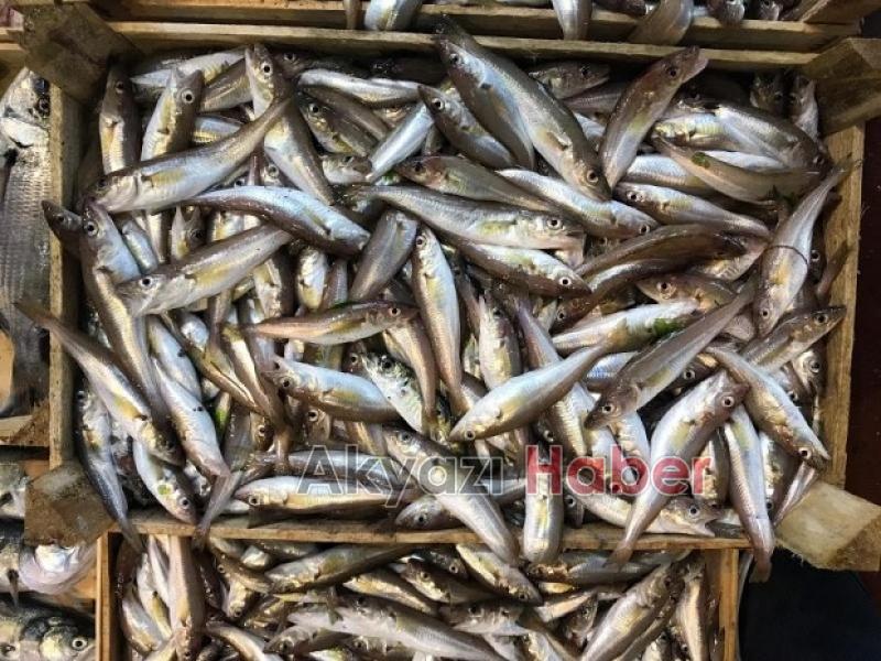 Mevsimin En Taze Balıkları Balıkçı Hüseyinde