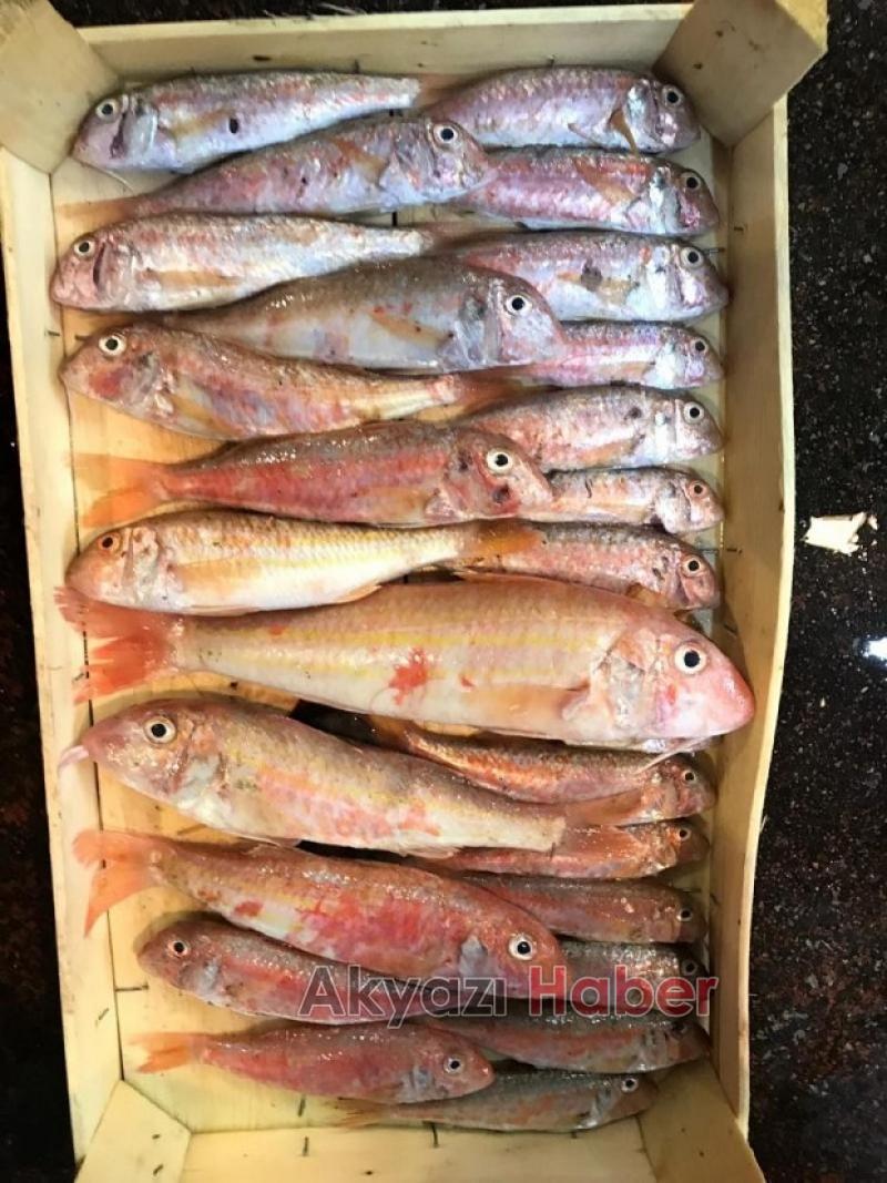 Mevsimin En Taze Balıkları Balıkçı Hüseyinde