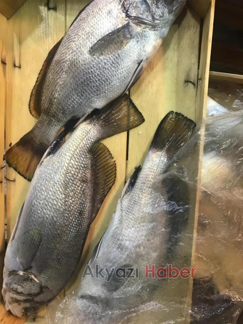 Mevsimin En Taze Balıkları Balıkçı Hüseyinde