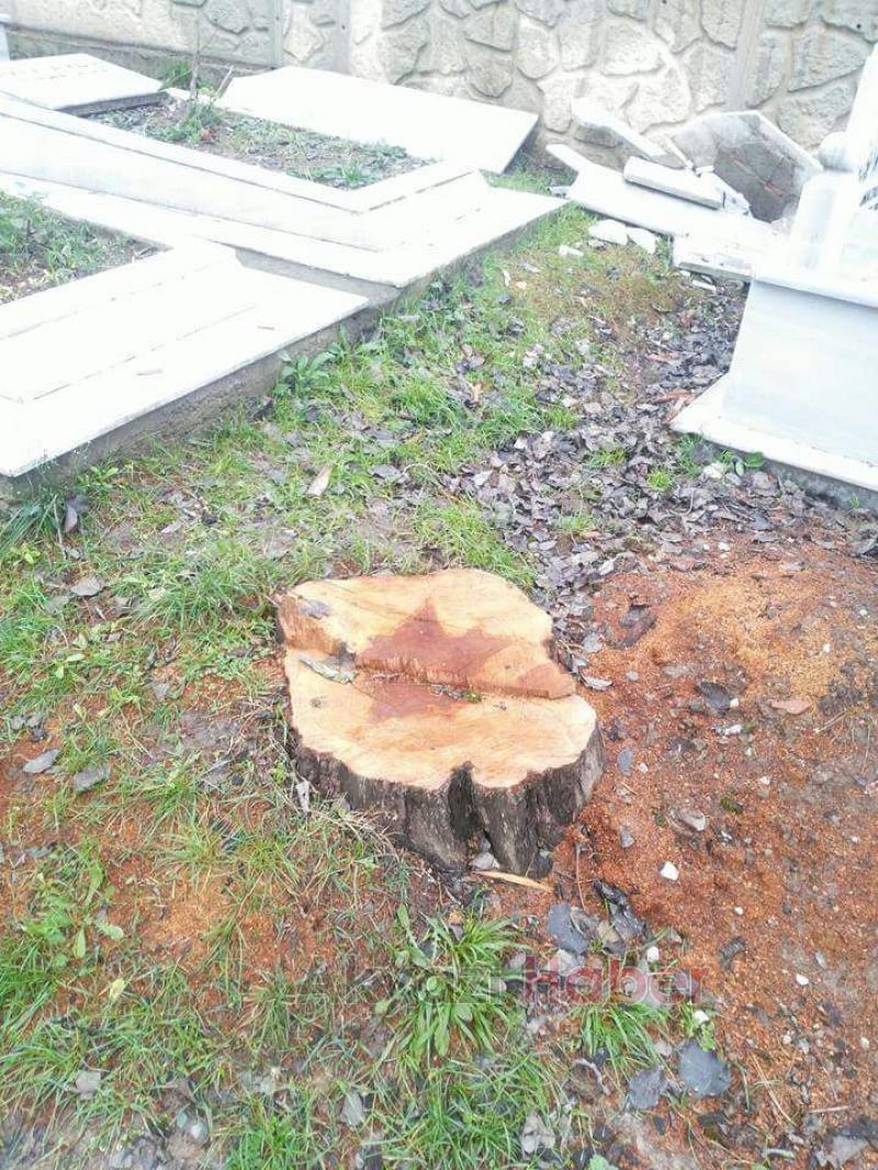 MEZARLIKTA BULUNAN AĞAÇLARI KESTİLER