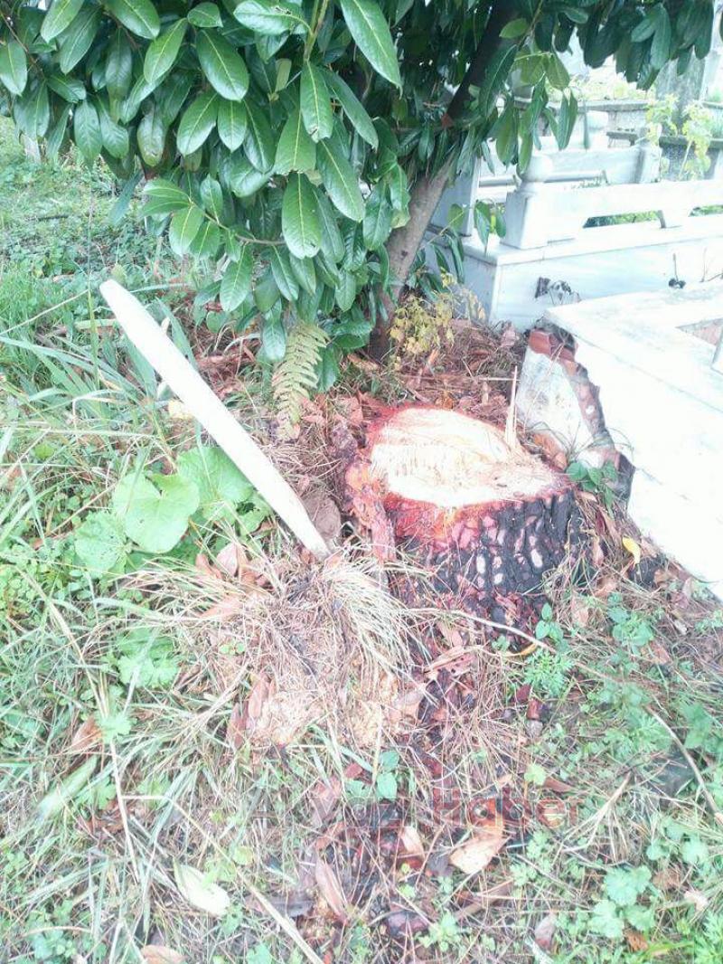 MEZARLIKTA BULUNAN AĞAÇLARI KESTİLER