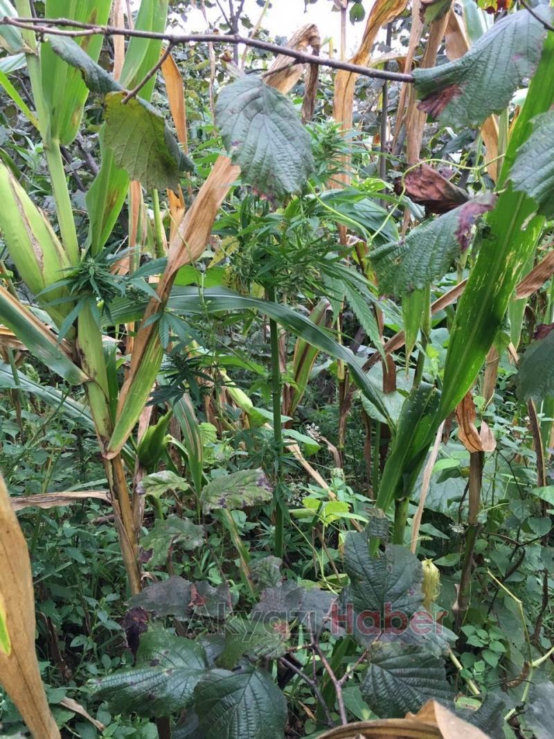 MISIR TARLASINDA 25 KÖK HİNT KENEVİRİ ELE GEÇİRİLDİ