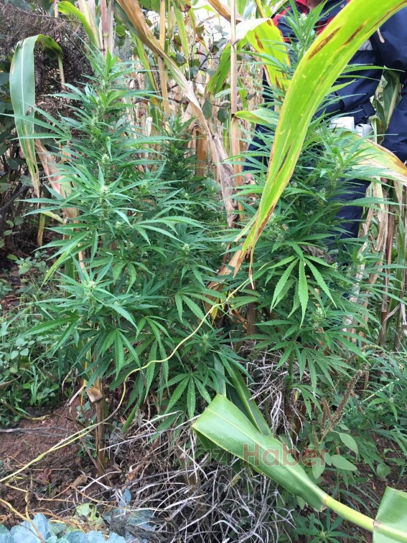 MISIR TARLASINDA 25 KÖK HİNT KENEVİRİ ELE GEÇİRİLDİ