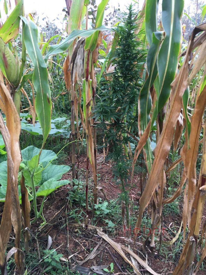 MISIR TARLASINDA 25 KÖK HİNT KENEVİRİ ELE GEÇİRİLDİ