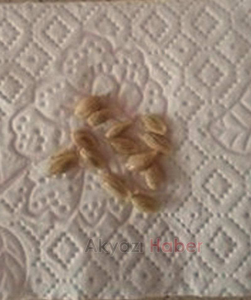 Mucizevi Bitki  Baharat olan Zencefilin Faydaları Nelerdir