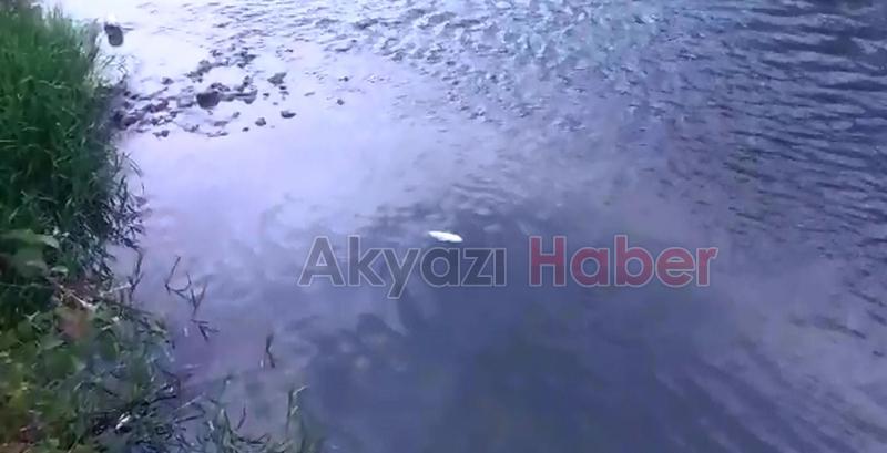  Mudurnu Deresi'nde Balıklar Ölmeye Devam Ediyor