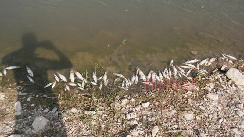 Mudurnu Deresi’nde Balık Ölümleri Yaşanıyor