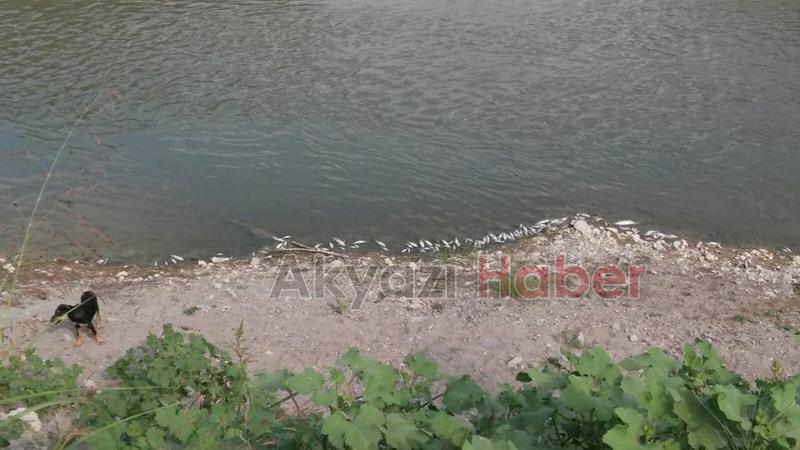 Mudurnu Deresi’nde Balık Ölümleri Yaşanıyor
