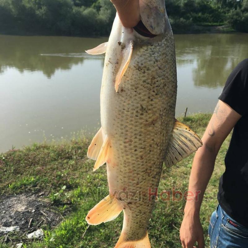 Mudurnu Deresi’nde Balık Ölümleri Yaşanıyor